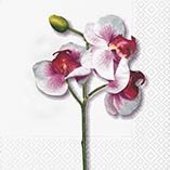 Ubrousek paprov s potiskem 33x33cm - Classic orchid white