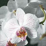 Ubrousek paprov s potiskem 33x33cm - Beautiful orchid