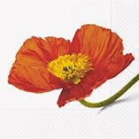 Ubrousek 33x33cm - Fine poppy