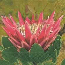 Ubrousek paprov s potiskem 33x33cm - Madiba protea