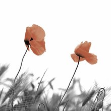 Ubrousky paprov s dekorem 33x33cm - Two poppies