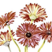 Ubrousky paprov s dekorem 33x33cm - Gerbera art