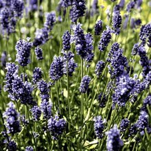 Ubrousky paprov s dekorem 33x33cm - Lavender field