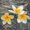 Ubrousek paprov s potiskem 33x33cm - Frangipani