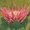 Ubrousek paprov s potiskem 33x33cm - Madiba protea