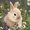 Ubrousky paprov s dekorem 33x33cm - Bunny in field