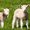 Ubrousek paprov s potiskem 33x33cm - Farm Lamb