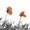 Ubrousky paprov s dekorem 33x33cm - Two poppies