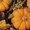 Ubrousky paprov s potiskem 33x33cm - Fall Pumpkins