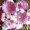 Ubrousky paprov s dekorem 33x33cm - Pink Gerbera