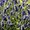 Ubrousky paprov s dekorem 33x33cm - Lavendel field