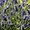 Ubrousky paprov s dekorem 33x33cm - Lavender field