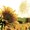 Ubrousek paprov s potiskem 33x33cm - Dusk Sunflower