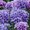 Ubrousky paprov s dekorem 33x33cm - Lilac hydrangea