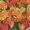 Ubrousky paprov s potiskem 33x33cm - Flowers &amp; fruits