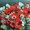 Ubrousky paprov s potiskem 33x33cm - Poppy anemone