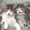 Ubrousky paprov s dekorem 33x33cm - Sleepy Cats
