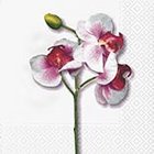 Ubrousek paprov s potiskem 33x33cm - Classic orchid white