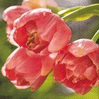 Ubrousek 33x33cm - Tulips pink