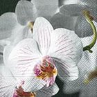 Ubrousek paprov s potiskem 33x33cm - Beautiful orchid