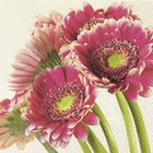 Ubrousek paprov tvrstv 33x33cm - Fresh gerberas