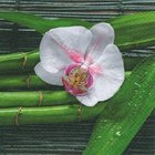 Ubrousek paprov s potiskem 33x33cm - Bamboo meets orchid