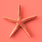 Ubrousky paprov s dekorem 33x33cm - Star Coral