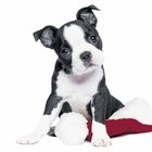 Ubrousky paprov s potiskem 33x33cm - XMas Dog