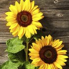Ubrousky paprov s potiskem 33x33cm - Two Sunflowers