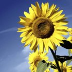 Ubrousky paprov s dekorem 33x33cm - Sunflower bloom
