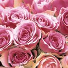 Ubrousky paprov s dekorem 33x33cm - Pink Roses