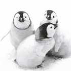 Ubrousky paprov s potiskem 33x33cm - Penguin friends