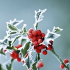 Ubrousky paprov s potiskem 33x33cm - Frosty holly