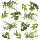 Ubrousky paprov s dekorem 33x33cm - Herbs