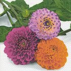 Ubrousek paprov s potiskem 33x33cm - Pompon dahlias