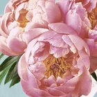 Ubrousky paprov s potiskem 33x33cm, sada 20ks - Pink Peony