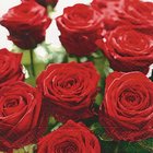 Ubrousek paprov s potiskem 33x33cm - Splendid roses